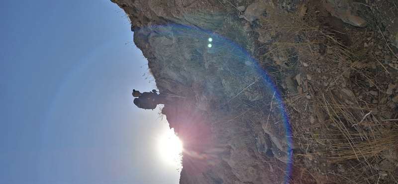 گل زرد از مسیر گرده شرقی