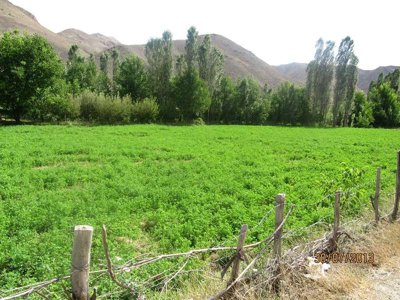 بورنیک