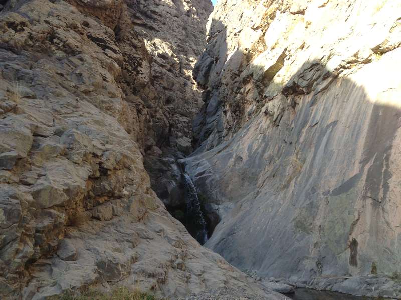 کرکس از روستای طامه